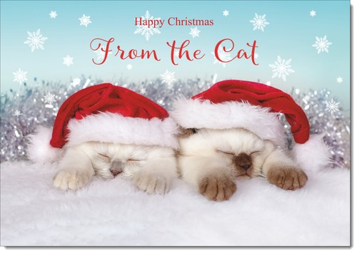 Doodlecards from the cat - doodlecards,