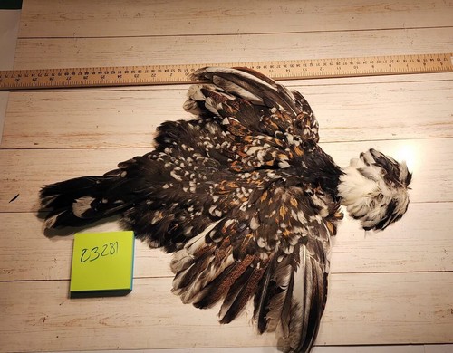 Tolbunt polish chicken pelt - chicken,