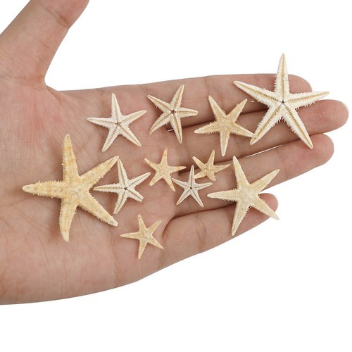 Realistic natural starfish for - starfish,