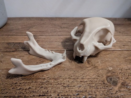 Cat skull with - with, separate