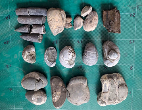 Mixed fossil collection lot - collection,