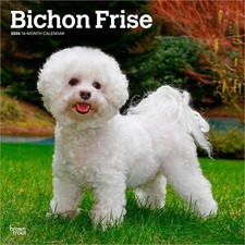 Bichon Frise Calendar 2026 | Square 30cm x 30cm | 100% Plastic Free