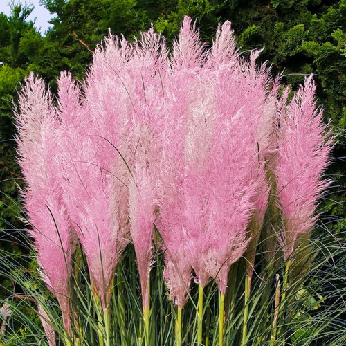 Pampas grass cortaderia pink - pampas,
