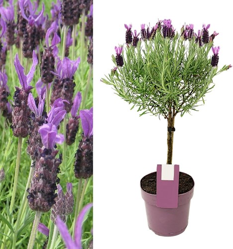 Lavender anouk lollipop tree - lavender,