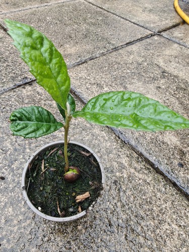 Loquat sapling eriobotrya - loquat,