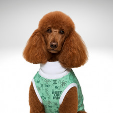 Bamboo Standard Poodle Dog