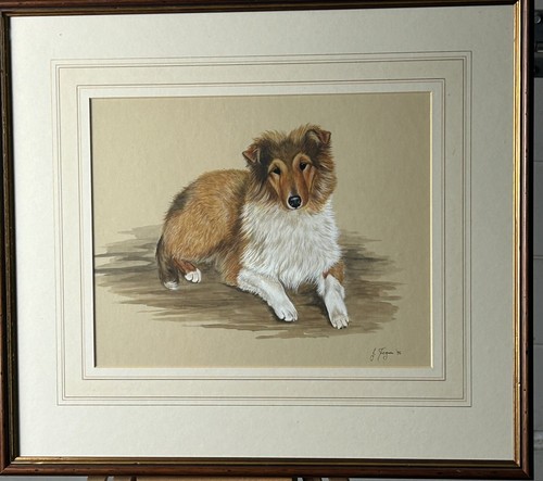 Shetland collie original - shetland, collie,