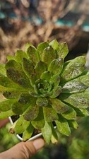 Aeonium chanel garnet white - chanel,
