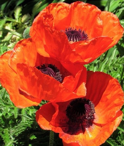 Poppy 100 seeds blaze - poppy,