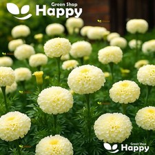 African Marigold - Kilimanjaro