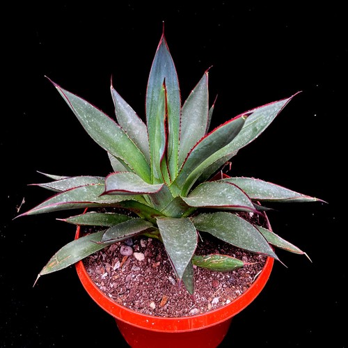 Agave shaka zulu hardy - agave,