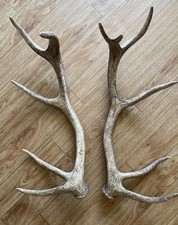 Large naturally shed Red Deer Antlers