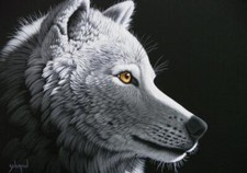 Grafika Schim Schimmel - Wolf