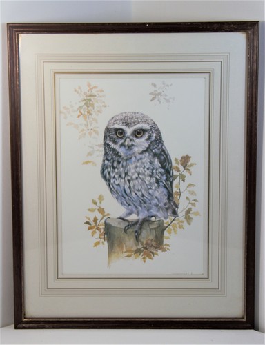 Framed print little owl by - of,