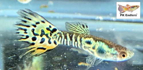 Endlers dragon fire - dragon,
