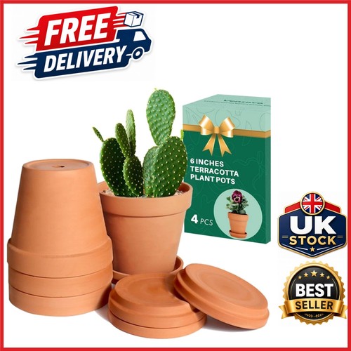 Large 15cm clay - clay, plant