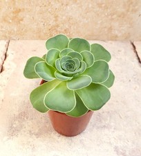 Aeonium Diplocycla Mountain