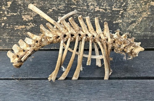 Sheep vertebrae spine bone - sheep,