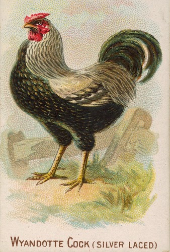 Chicken rooster 2x3 - chicken, fridge