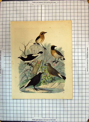 Original old antique print - original,