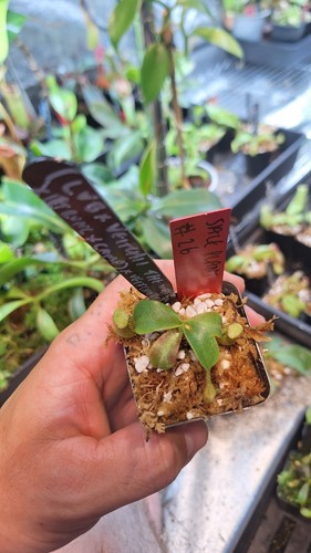 Nepenthes - (lvb, x