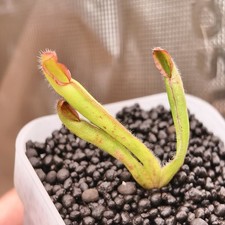 Heliamphora Nutans Kukenan