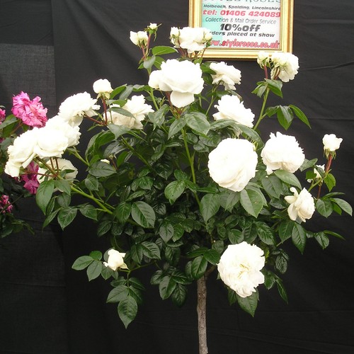 Macmillan nurse potted - macmillan,