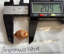 Cypraea Bistrinotata. Lovely