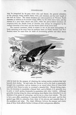 Original Old Antique Print Natural History 1895 Common Turnstone Bird Sandpiper