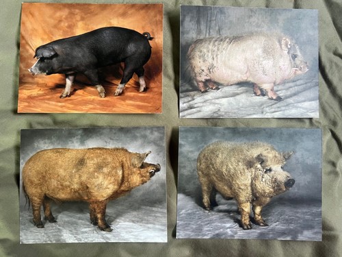 Pig postcards poland china - x,