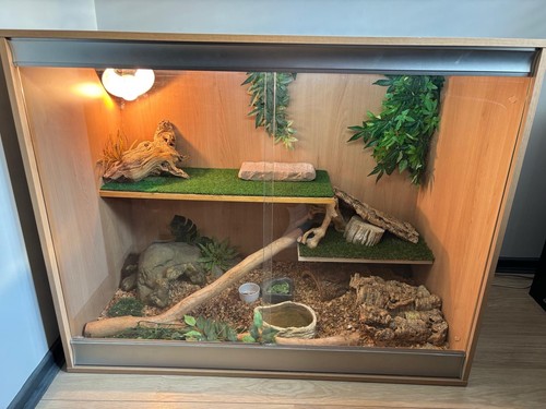 Large vivexotic reptile - large,