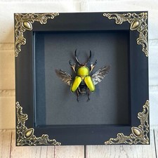 Saw tooth stag - stag, beetle