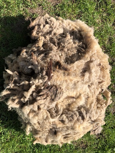 Shetland ewe whole - ewe, fleece/