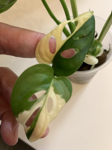 Monstera adansonii albo rooted - adansonii,