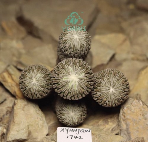Rare live house - rare, plant