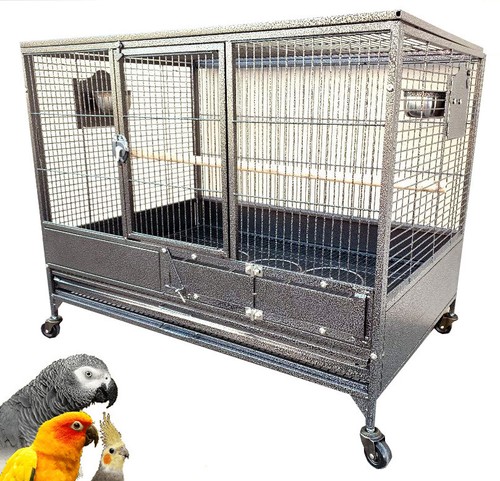 Large bird parrot - bird,