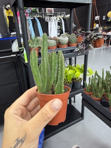 Stapelia leendertizae mini - stapelia,