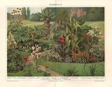Ornamental plants cannabis