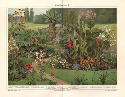 Ornamental plants cannabis