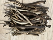 1kg deer antler pieces - of,
