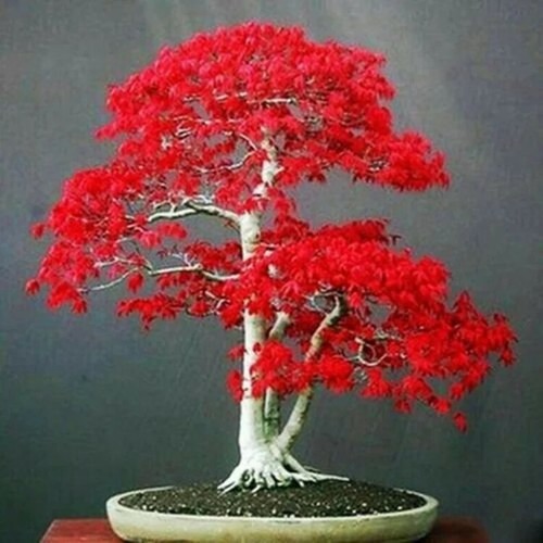 Seeds japanese red maple - 20,