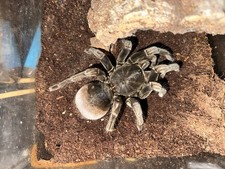 Live tarantula Pamphobeteus sp