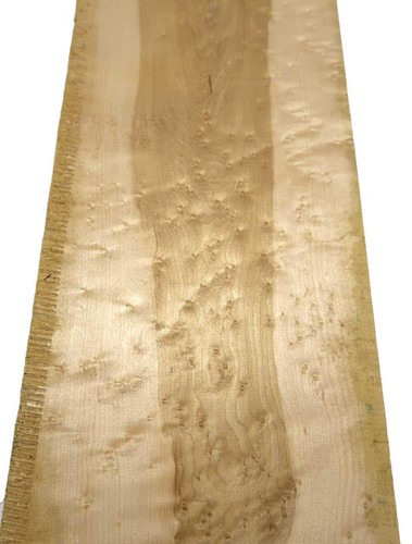 Bird eye maple - 1x, bird's