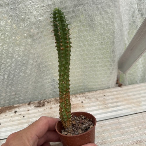 Succulent euphorbia plant - succulent,