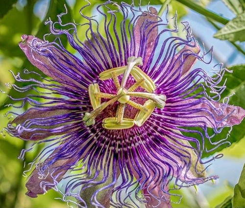 Passion flower edulis - flower,