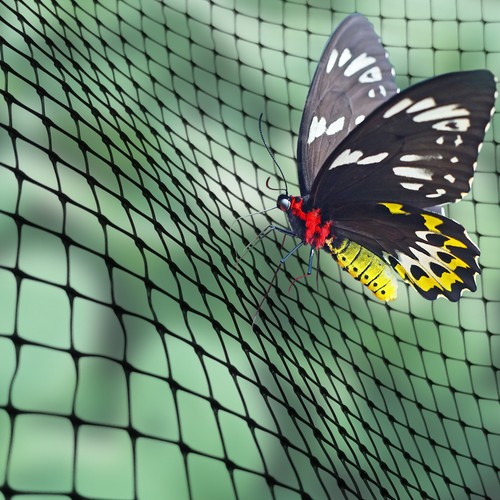Butterfly insect fruit cage - /,