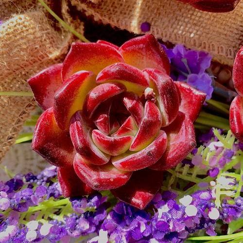 Live echeveria daredevil - echeveria,