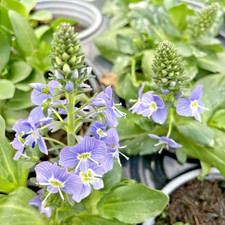Veronica Gentianoides 'Mountain Breeze' Herbaceous Cottage Perennial in 9cm Pot