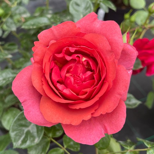 Rose climbing wonderful - rose,