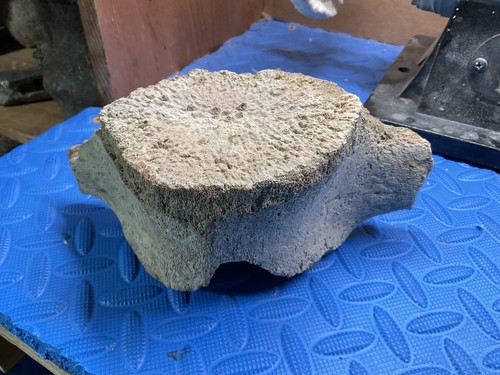 Large whale vertebrae - , fossil